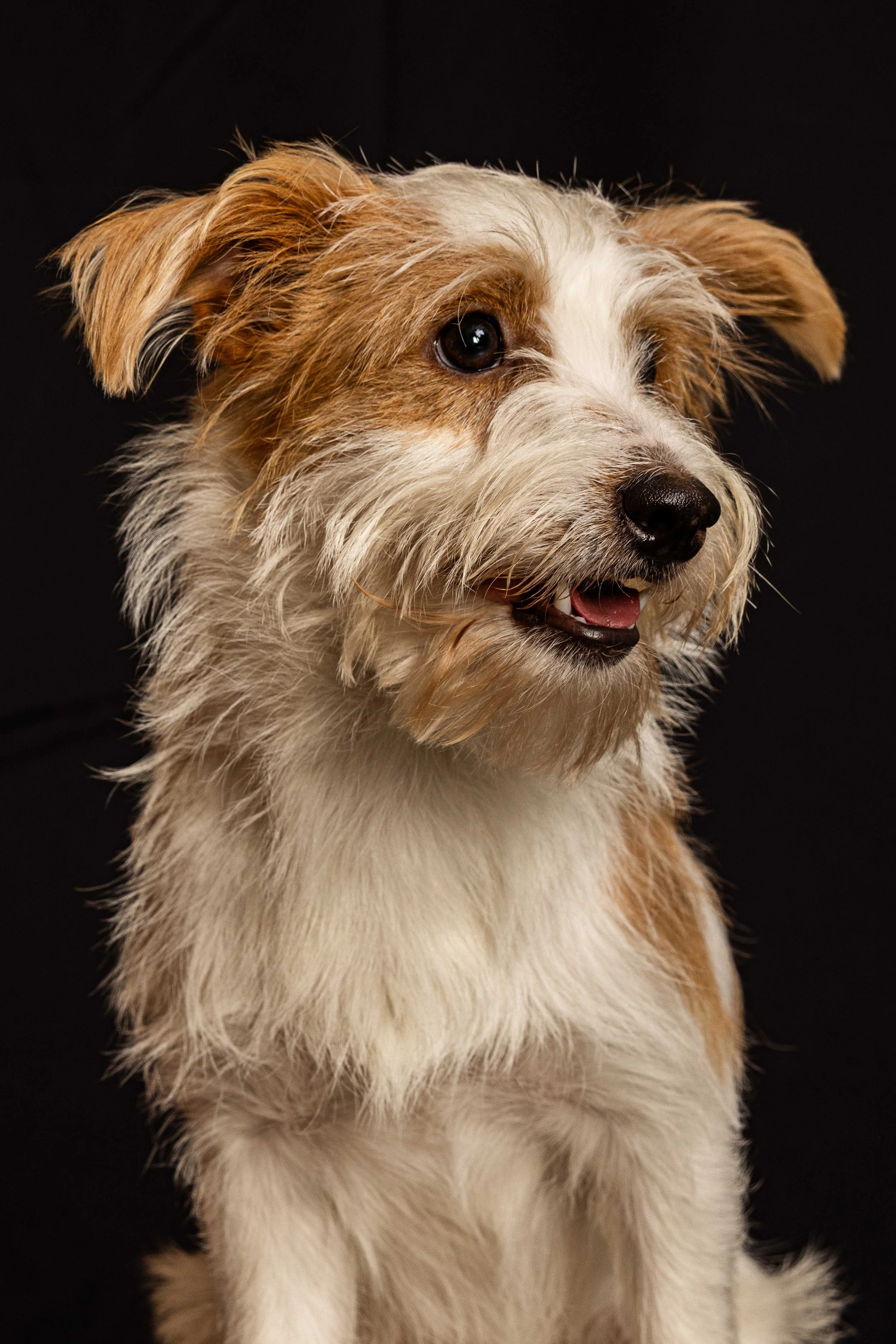 pets220.jpg