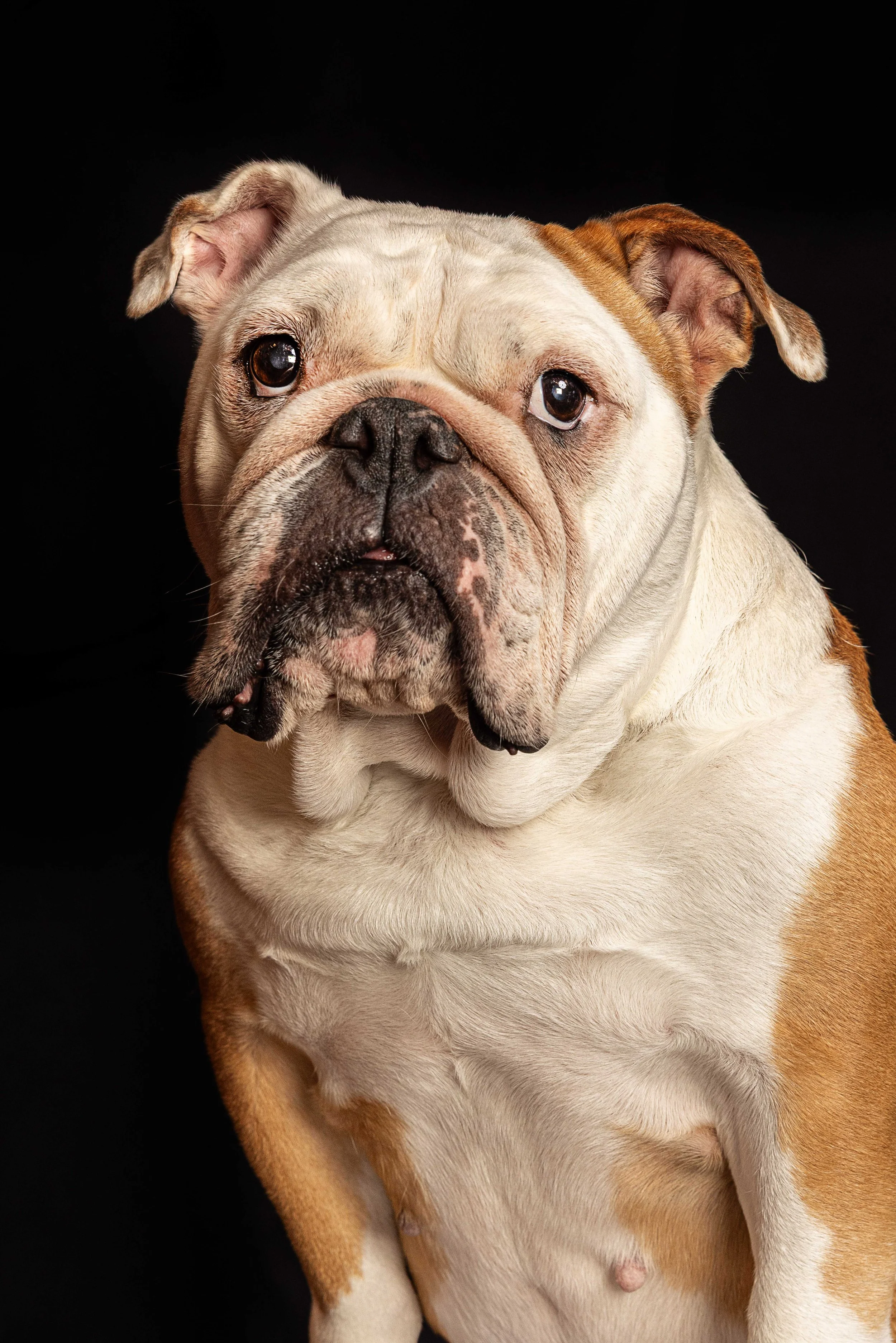pets223.jpg