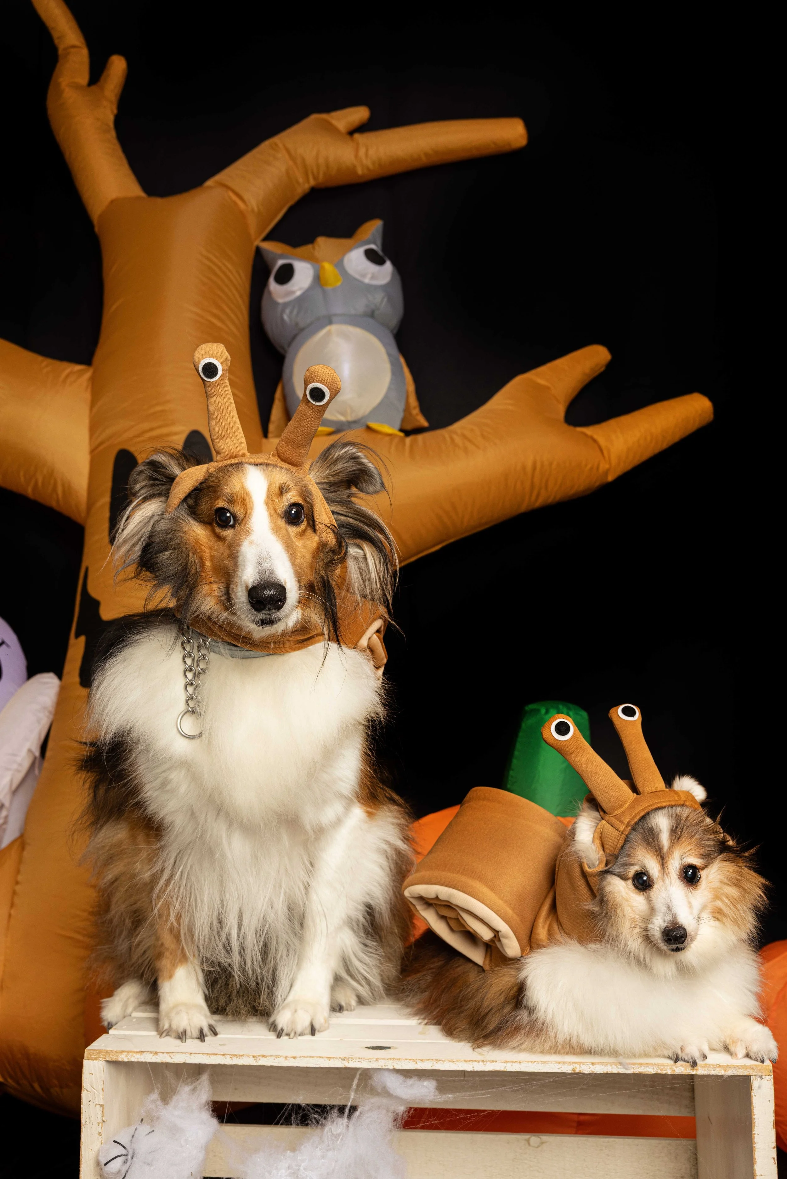 pets227.jpg