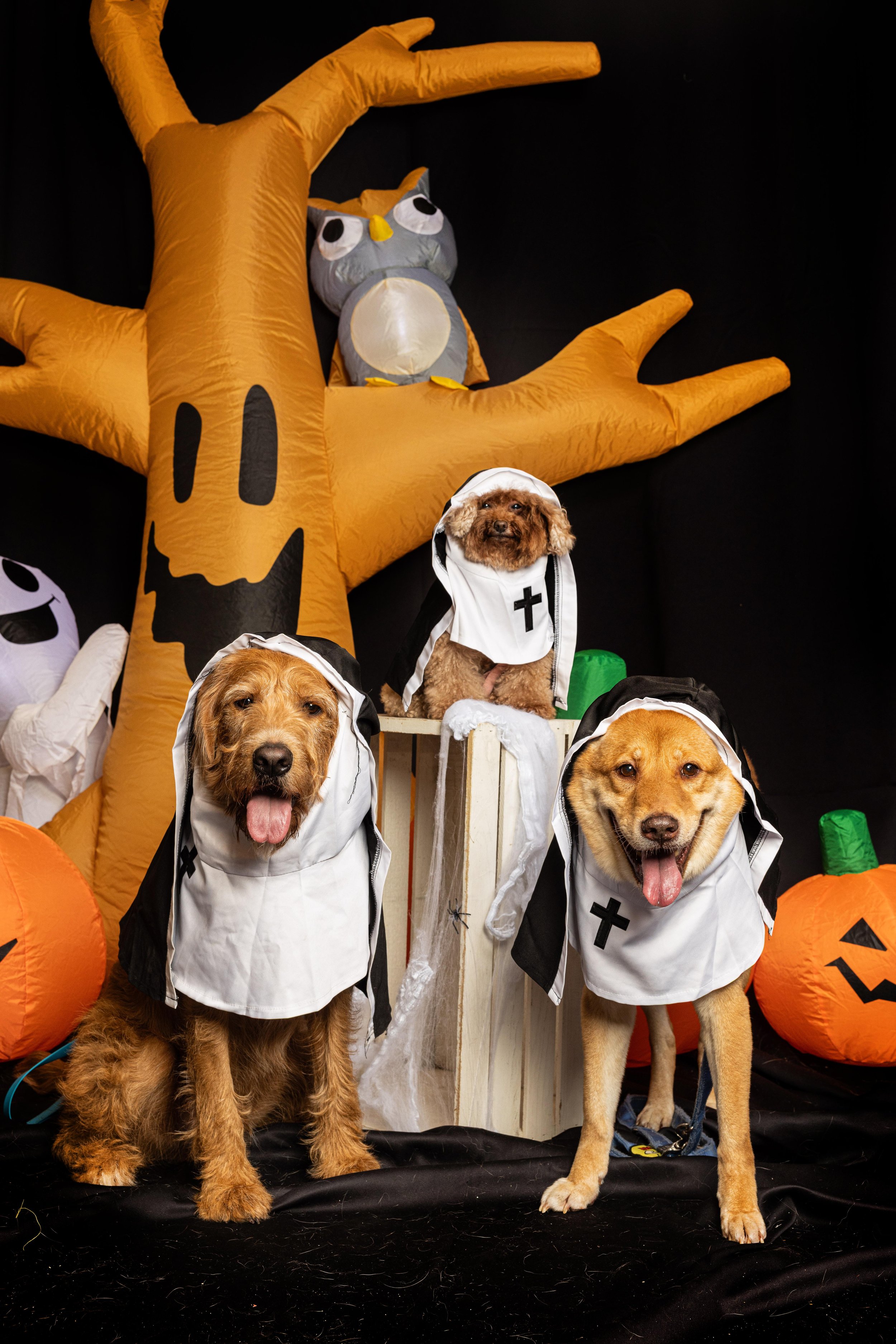 pets226.jpg