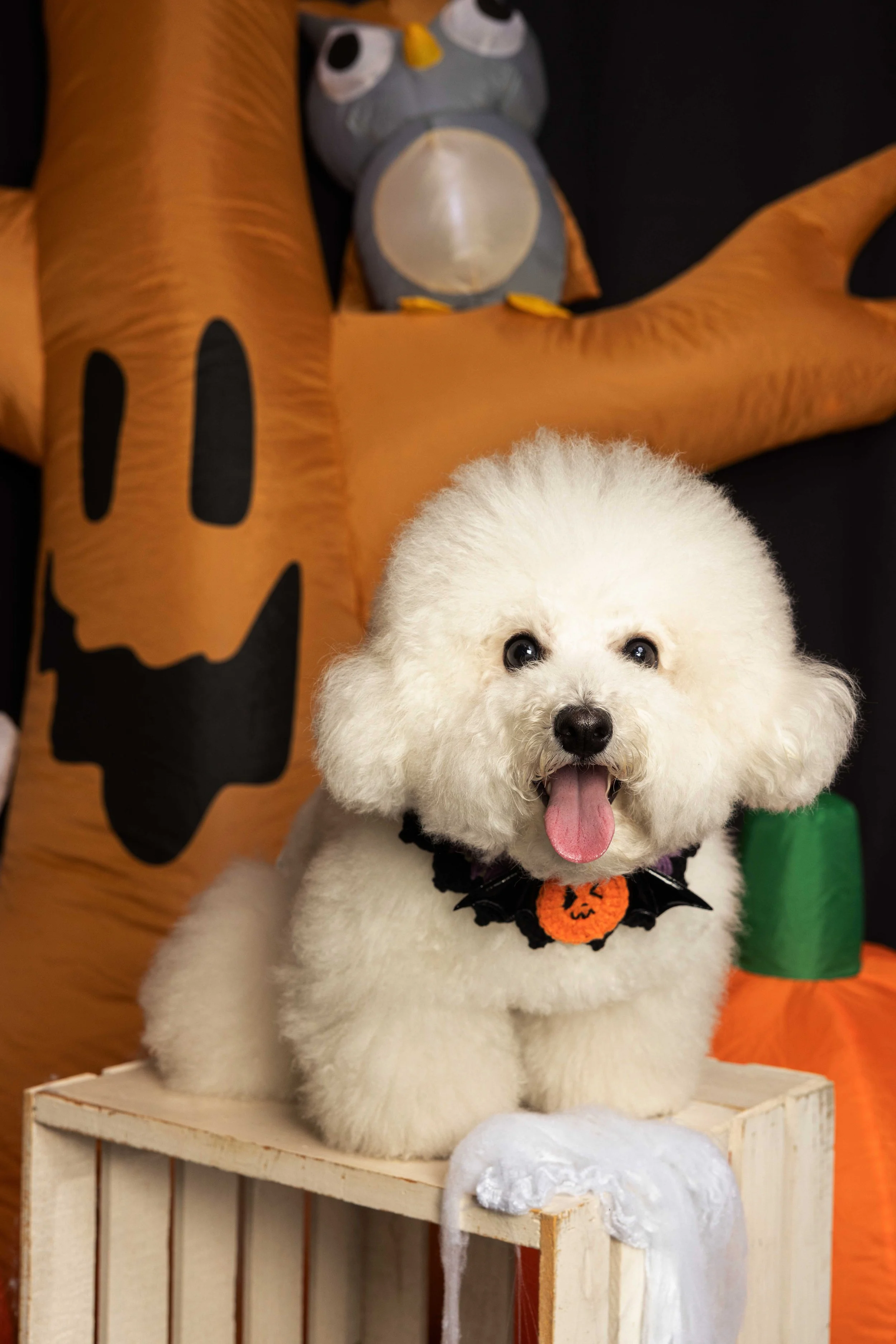 pets225.jpg
