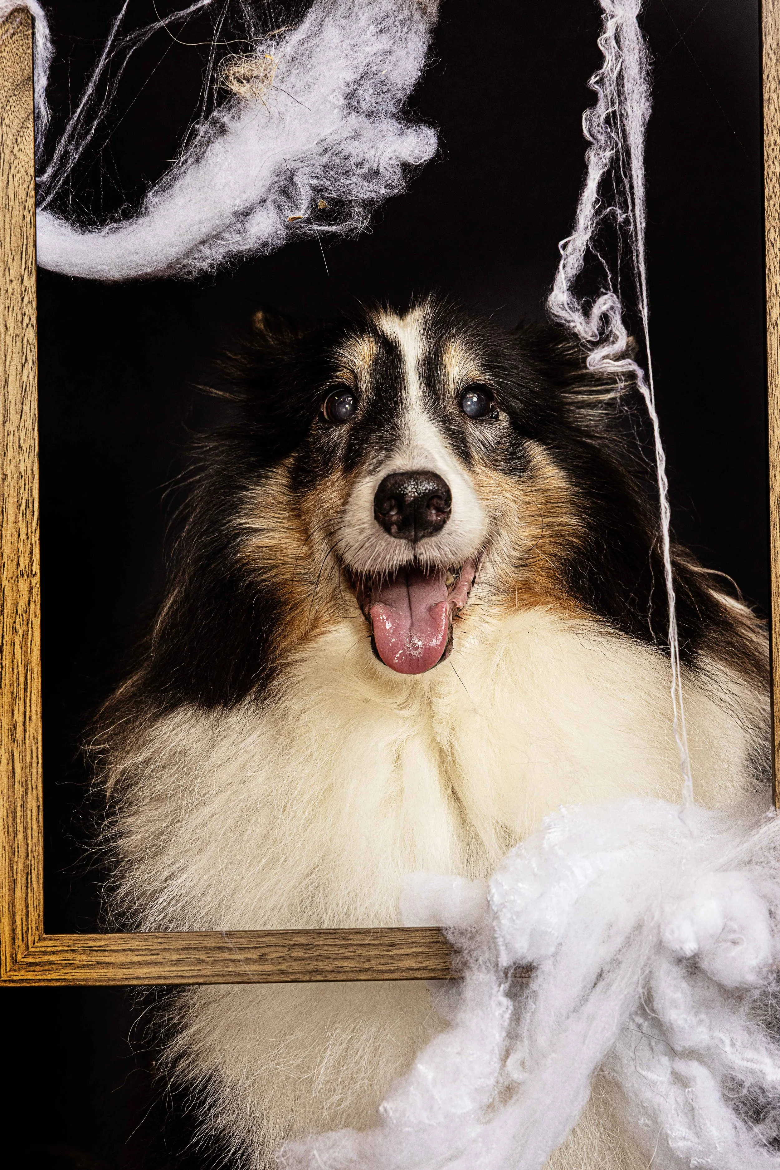 pets224.jpg