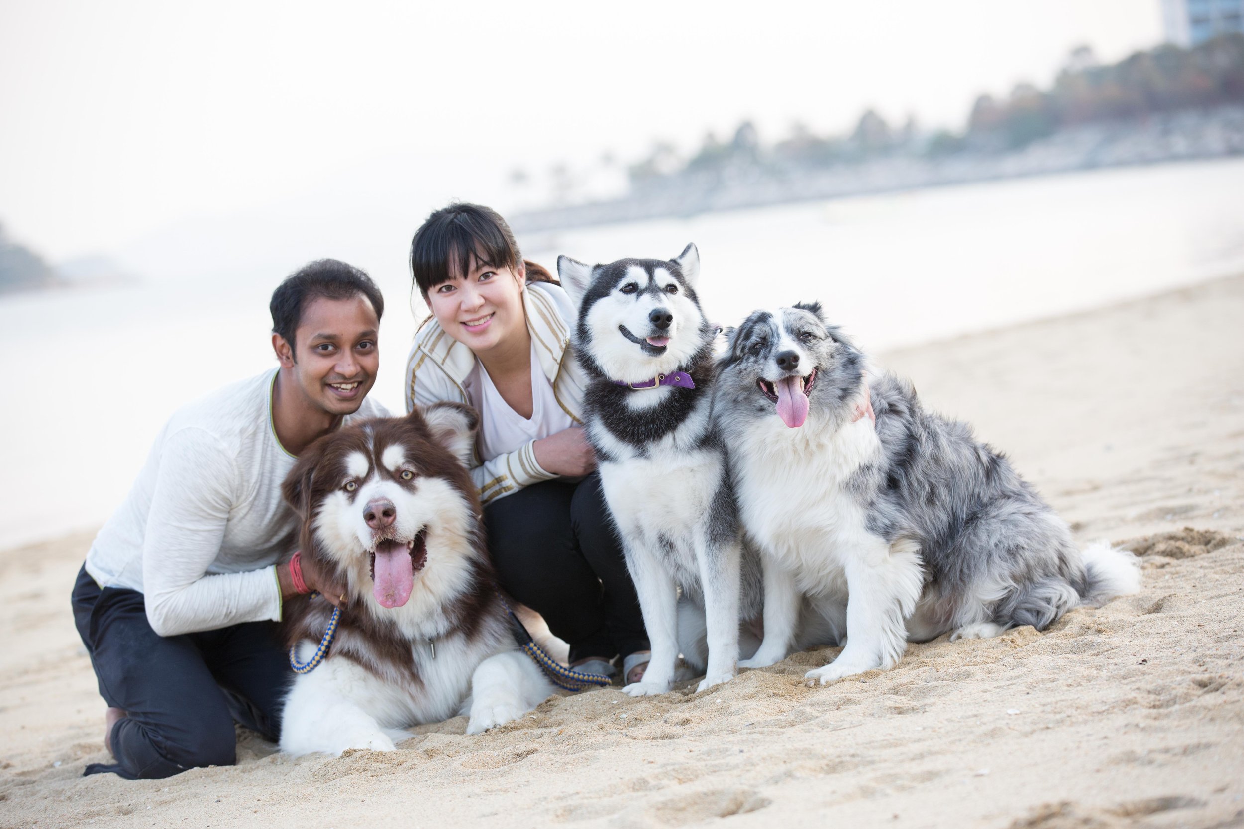 pets229.jpg
