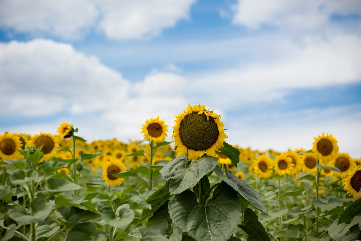 Sunflowers blooming near Bordeaux, France. 