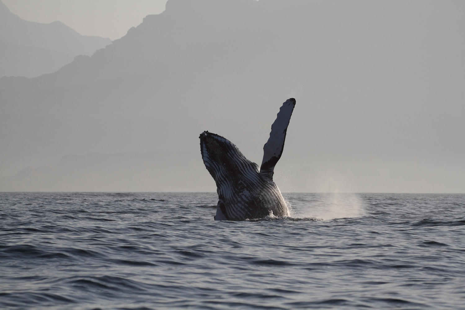 RBaldwin_ESOEOS7D humpback.jpg