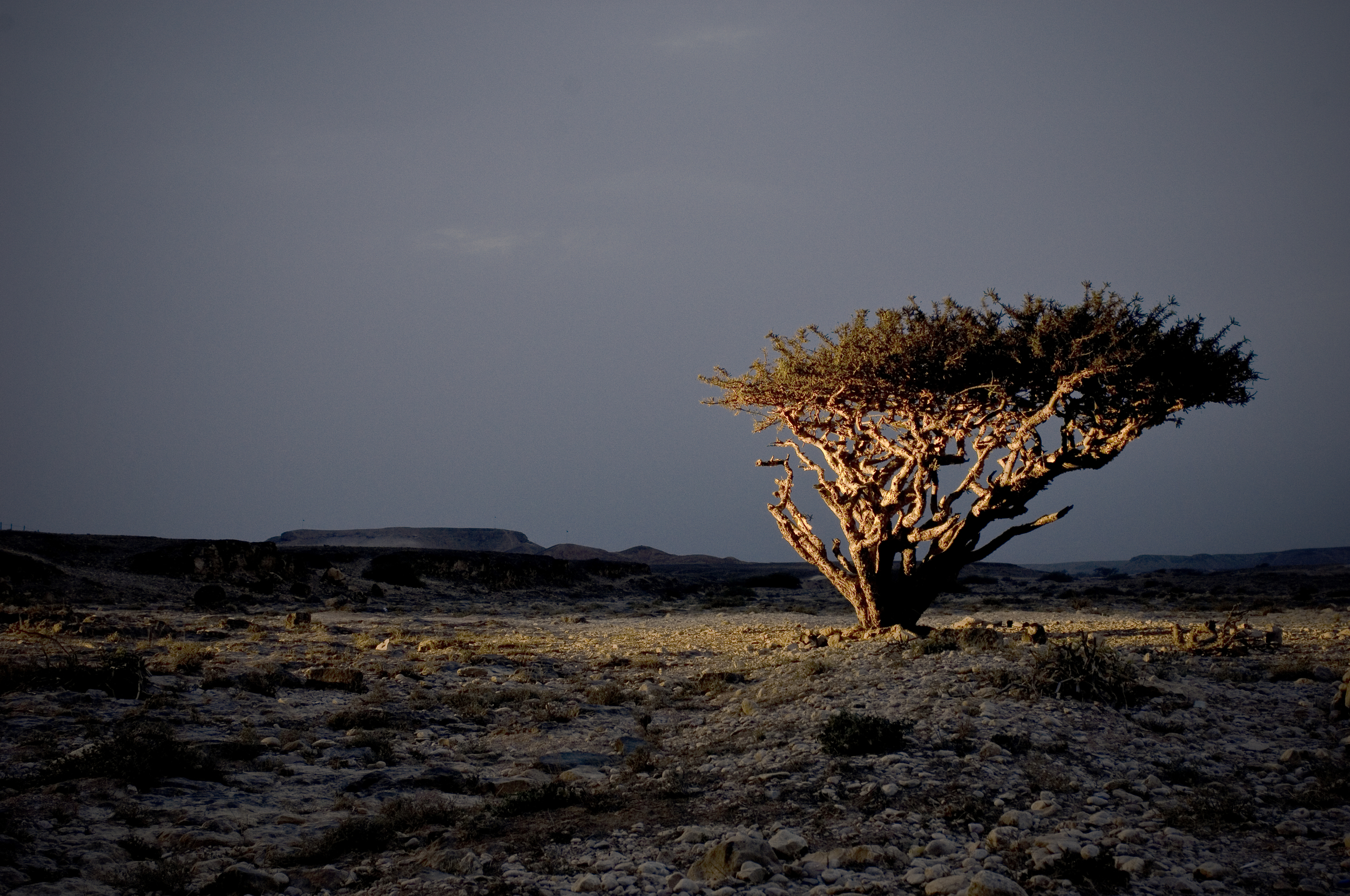 Frankincense Tree at Night.jpg