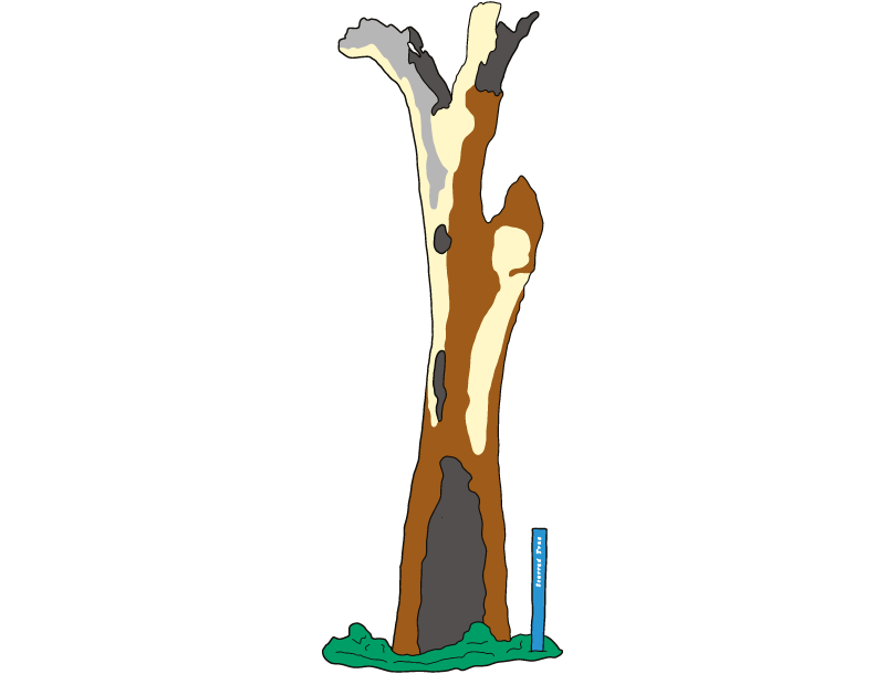 First Nations Scarred Tree, Yarra Park