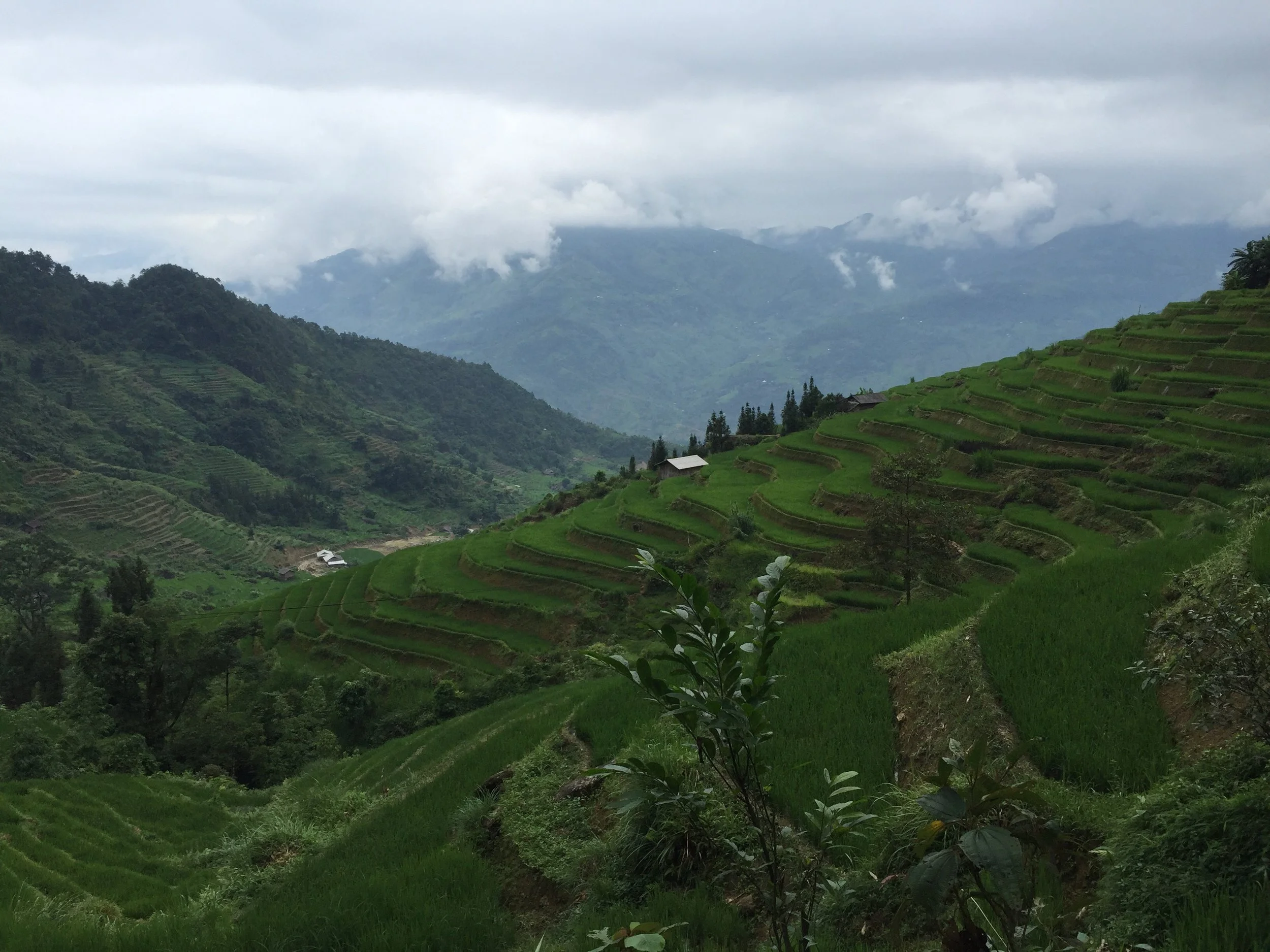 Nord i Ha Giang, risdyrking