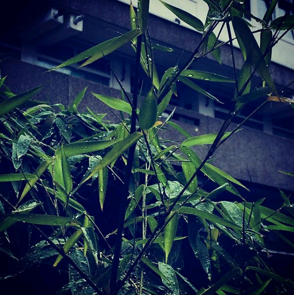 *...Should I stay or should I go..?*