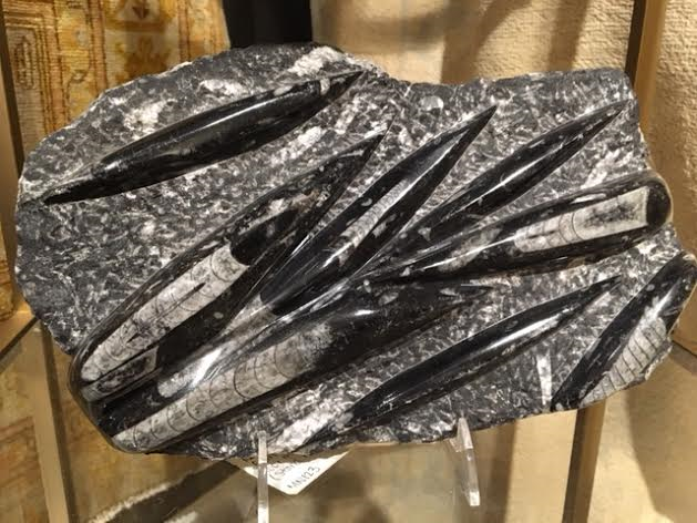 orthoceras.png