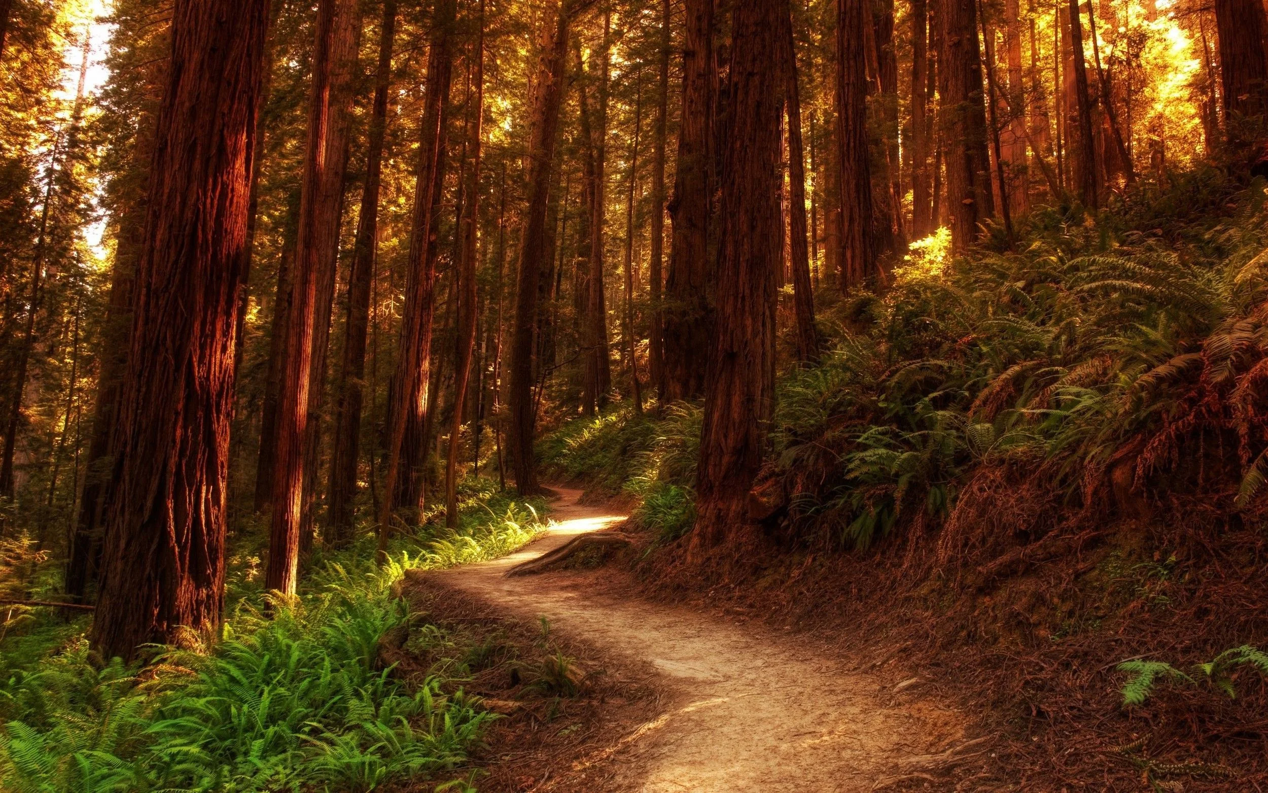 forest-path-19365.jpg