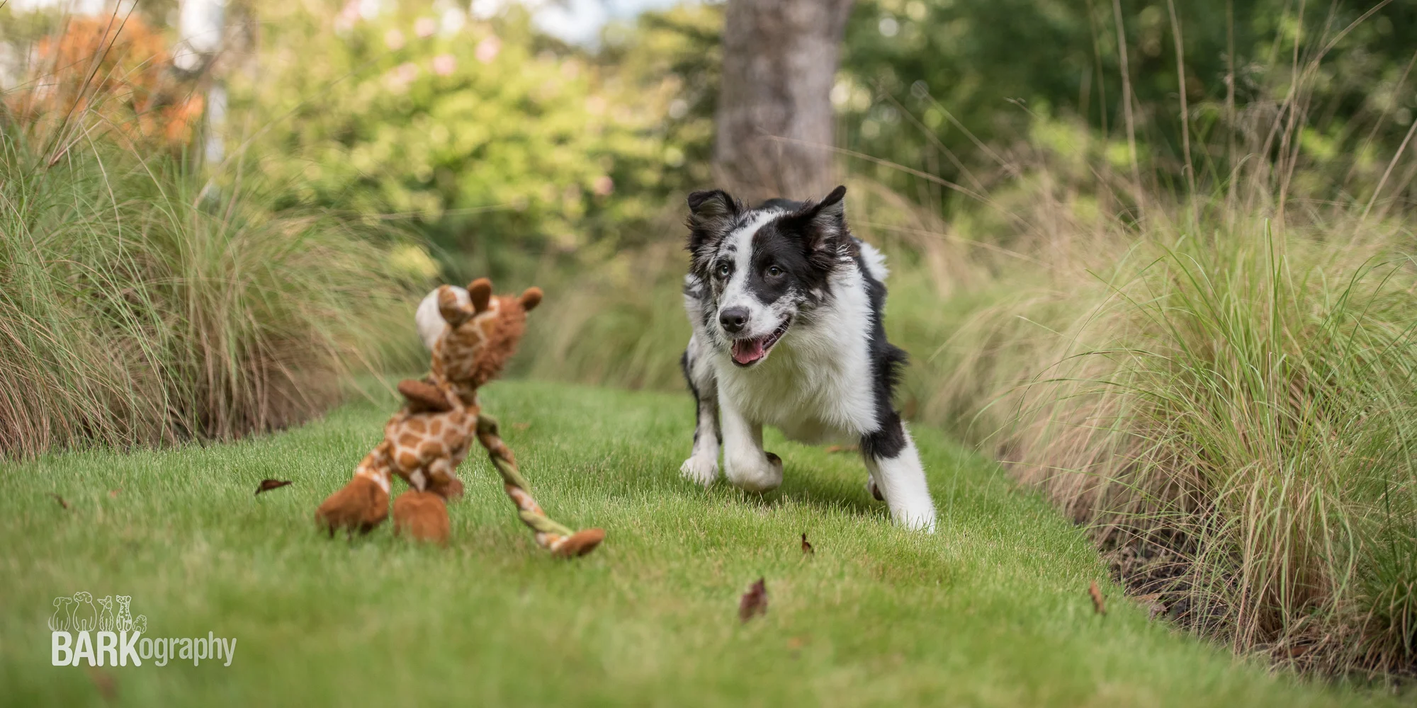 Pet Project 52, week 33: Humorous