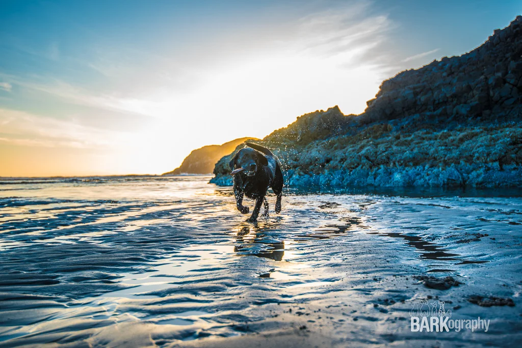 Pet Photography Project 52 - week 34: Moments