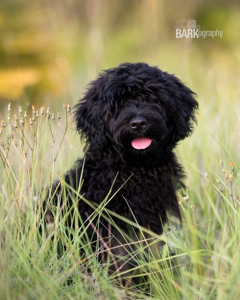 Barkelona, the Experience