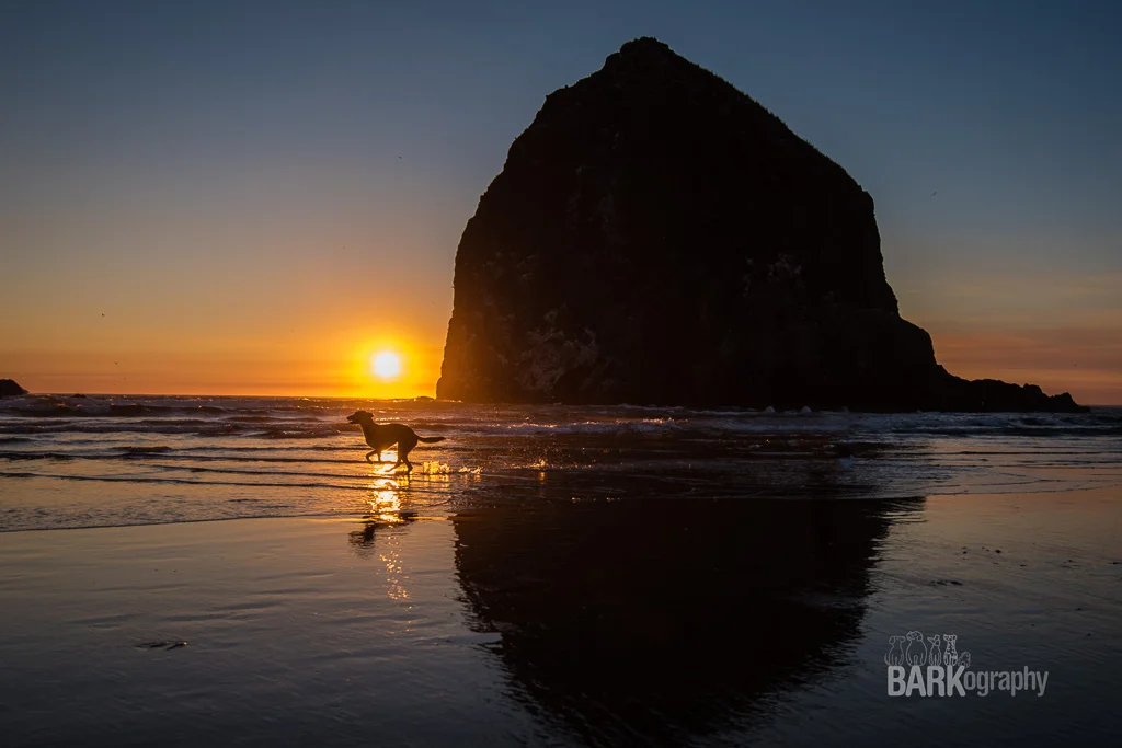 Is it okay if I am jealous? I want my dog in this photo. As a photographer, I want to capture moments that make memories for dog owners and I know Dakota's mom and dad will treasure this image forever and that's exactly why I love doing this.