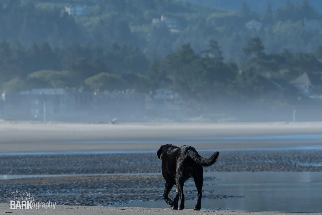 Visual Mass: Pet Photography Project 52, Week 37