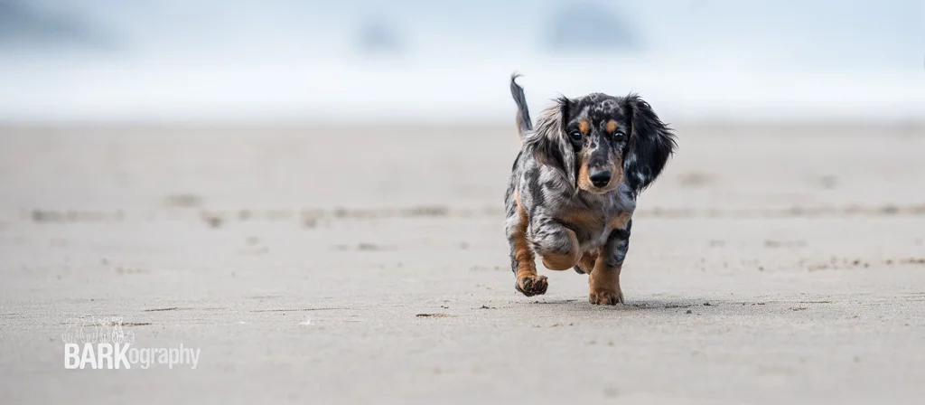 Negative Space Pet Photography Project 52: week 39