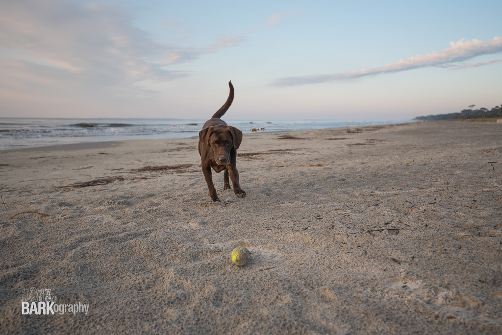 Know Your Subject: Week 40 Pet Photography 52 Week Project