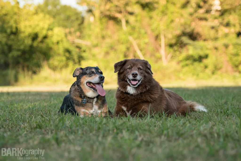 Juxtaposition: Pet Photography Week 52 Project, week 41