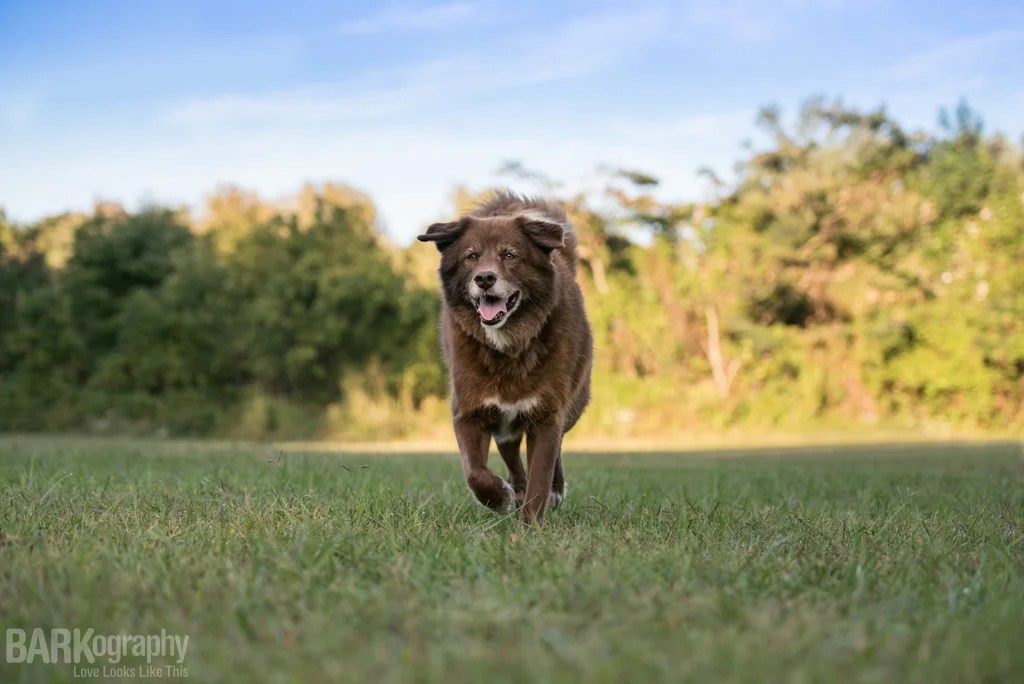  A Dog named Baxter