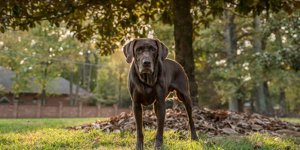 Cinematic: Pet Photography 52 Week Project- Week 44