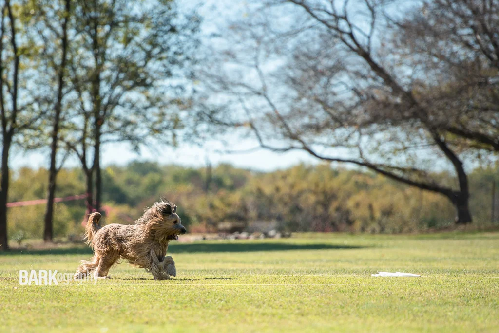 Framing: Pet Photography 52 Week Project: Week 45