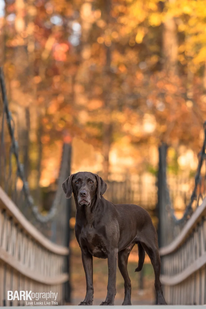 Explore Possibilities: Pet Photography 52 Week Project - Week 48