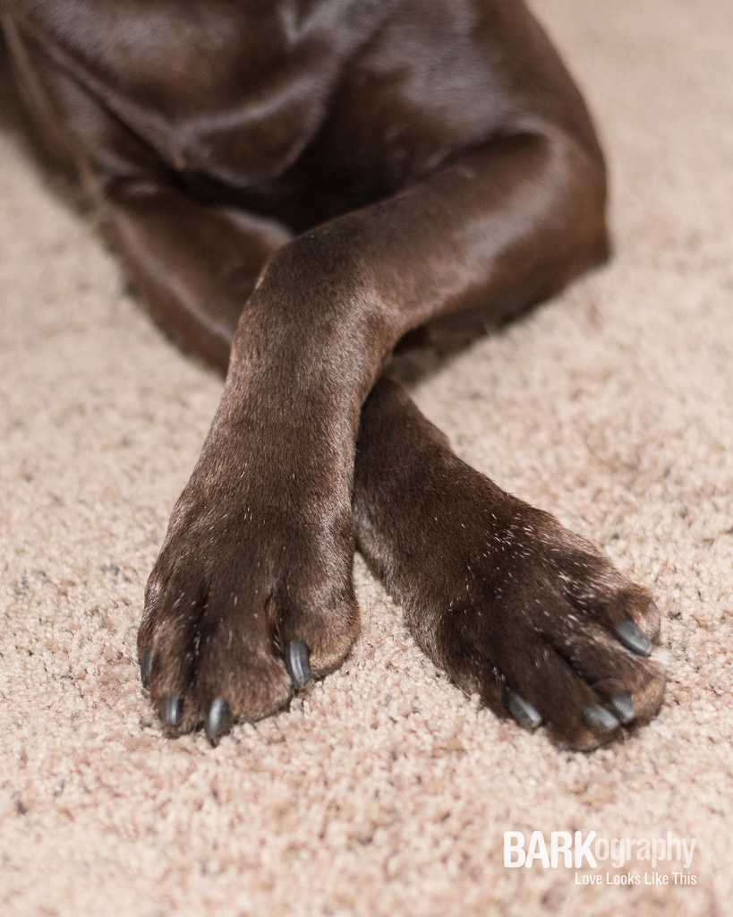 Get Closer: Pet Photography Project 52: Week 49