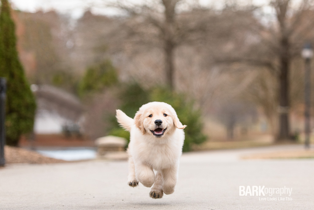 Slow Down: Pet Photography 52 Week Project: Week 50