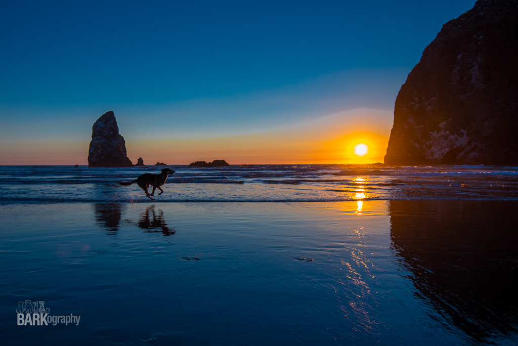 One of my favorite images from my first destination, Cannon Beach Oregon. In 2017, I'll get to photograph dogs on the beach in southern California and with the mountains in the background in Colorado. I can't wait!
