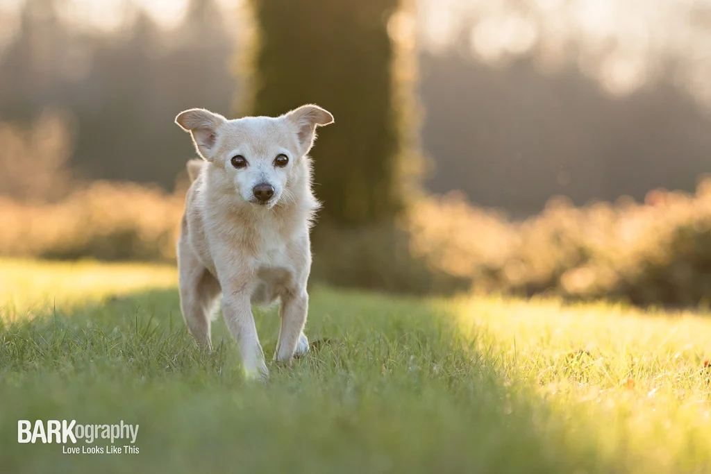 New Location: Pet Photography Project 52: Week 1