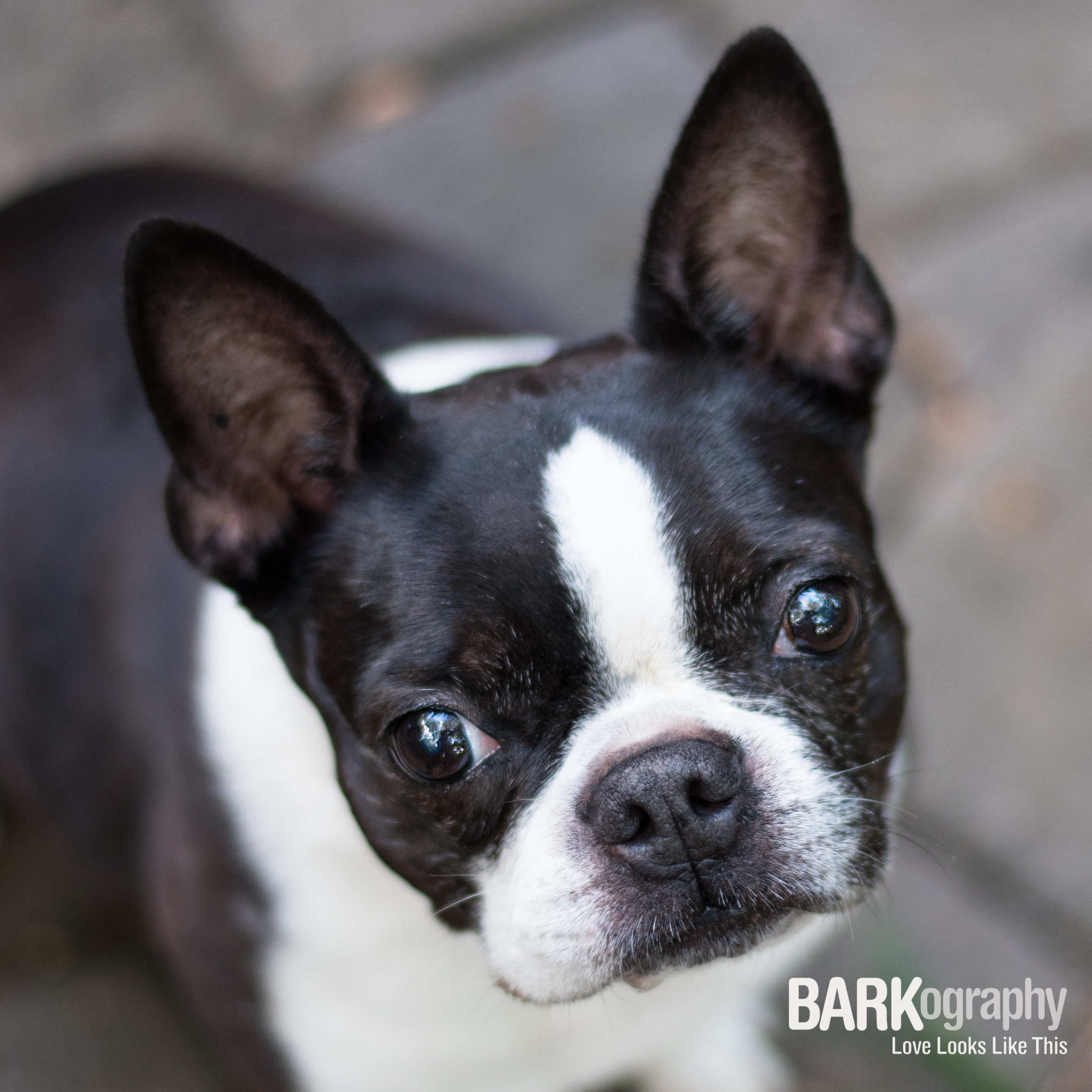 BARKography Dog Photography with Sadie.JPG