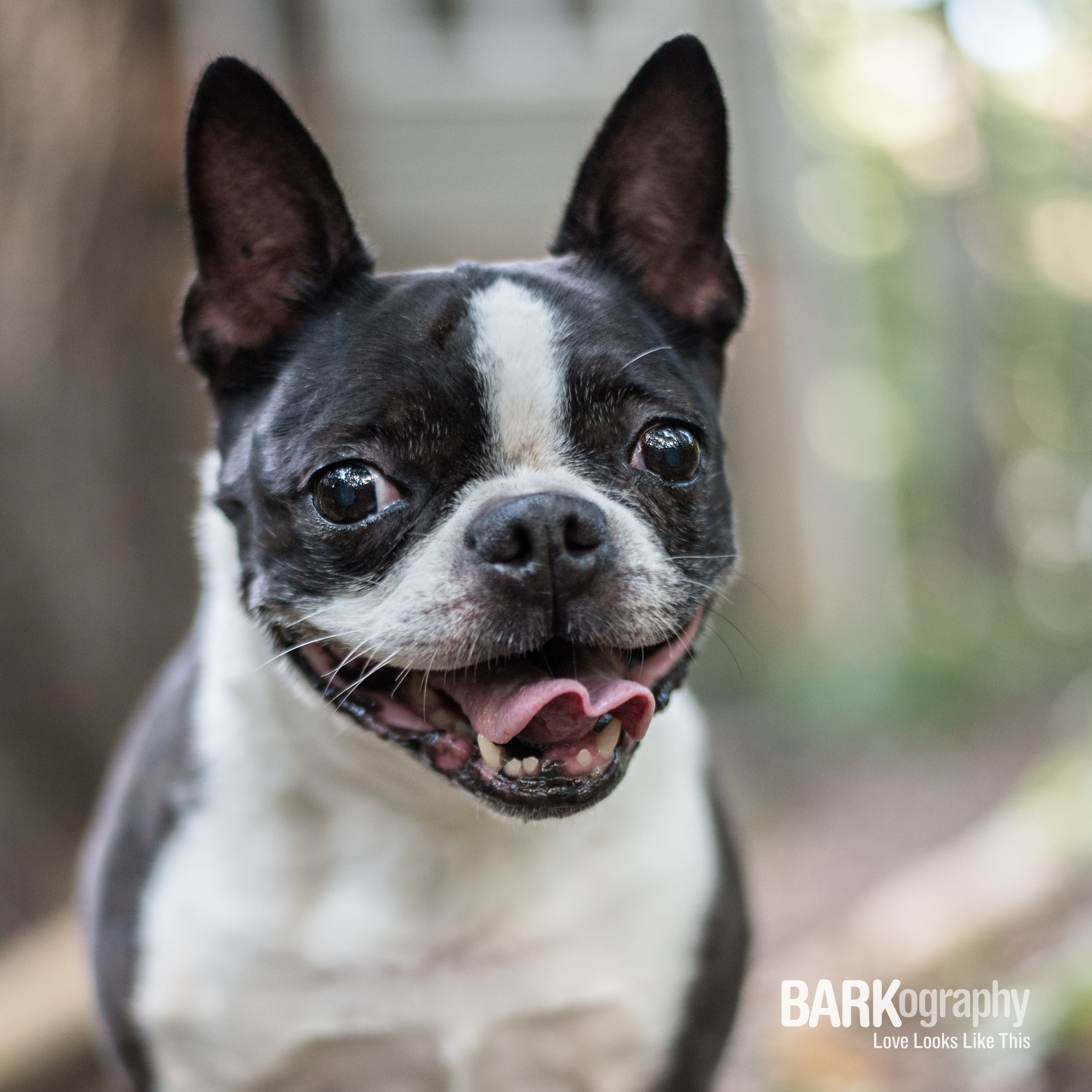 Sadie the Boston Terrier.JPG