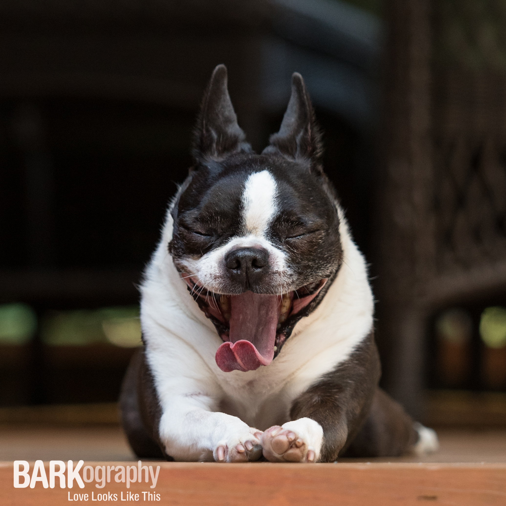 yawning Boston Terrier.JPG