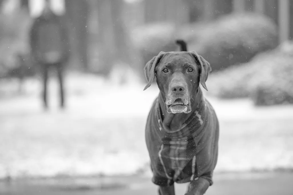 Black & White: Pet Photography 52 Week Project, Week 2