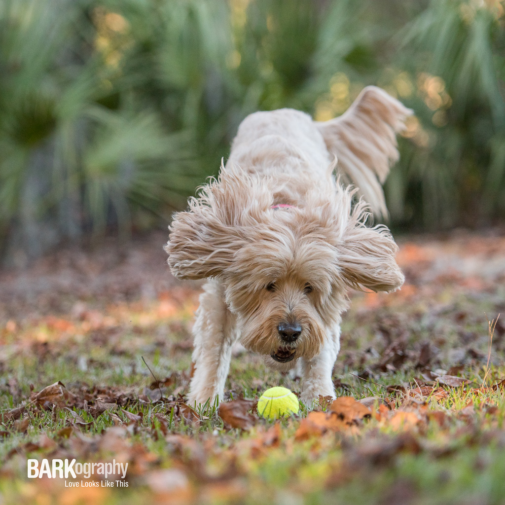 Monty the labradoodle.JPG