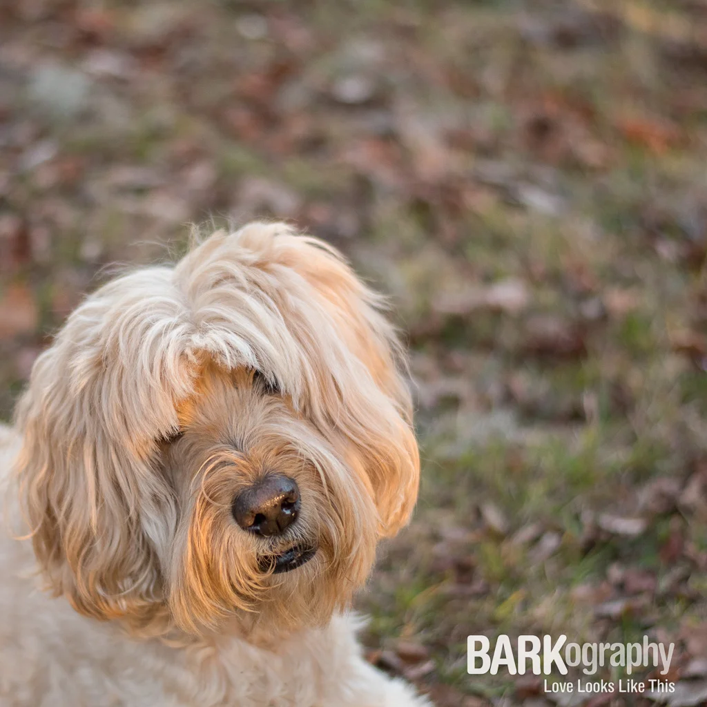 Negative Space: Pet Photography Project 52, Week 3
