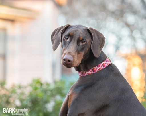 Griffin - this image isn't super sharp. I had Boston's leash in my left hand and my camera with the 70-200mm lens on in my right hand. That's a lot of camera to hold with one hand.