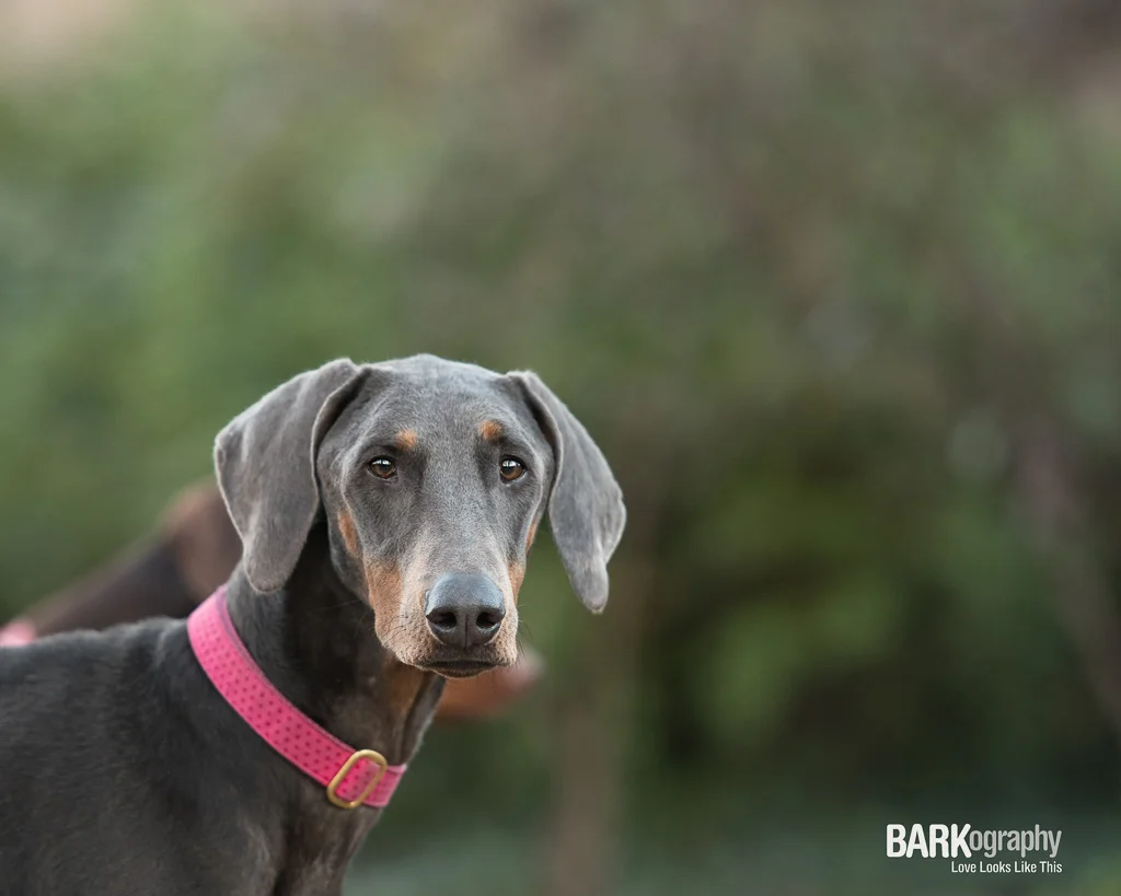 Different Perspective: Pet Photography Project 52, Week 4