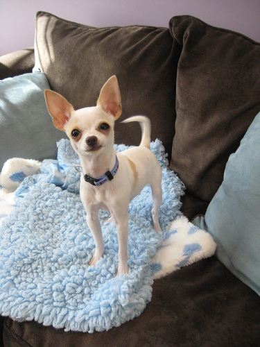 Photo taken in March 2010 when Alex was just a puppy. This is way before BARKography was ever even a thought.