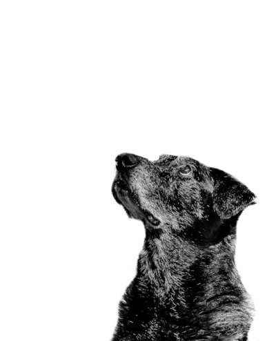 He is looking up at me. ©Rodney Scot Photography