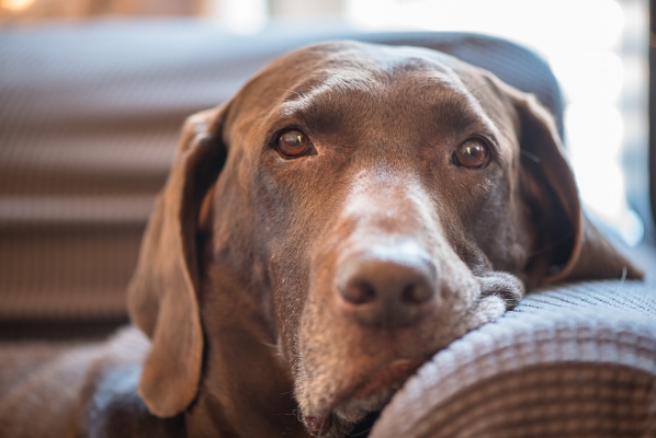 I really want to capture Moose and he numerous sleeping positions. You can just tell when he is sleeping that he is a happy, carefree dog. And he is!