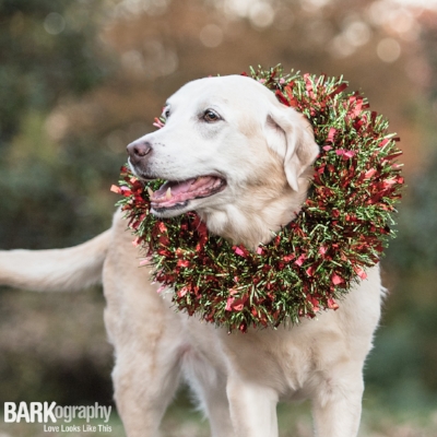 Willow is not a fan of my camera so I don't have as many photos of her. This was taken for our 2016 Christmas cards.