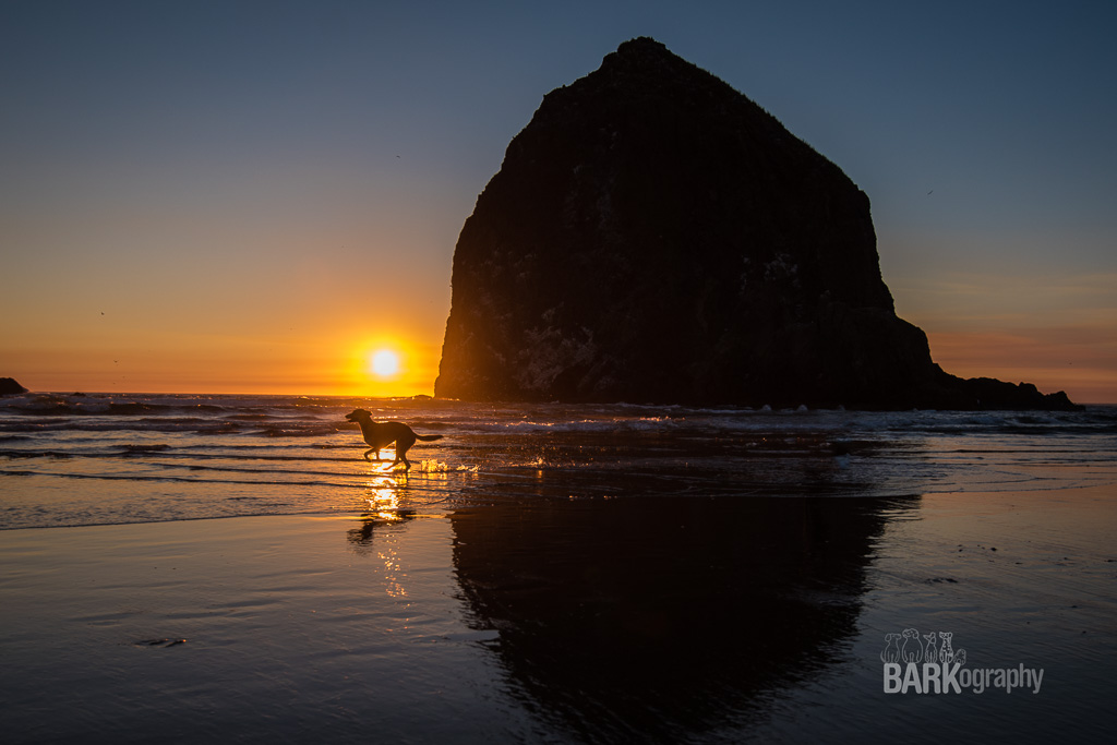 New BARKography Destination Announcement