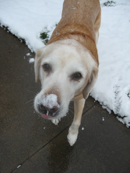 My 2nd dog Sam. He LOVED the snow. Taken Jan 2009.