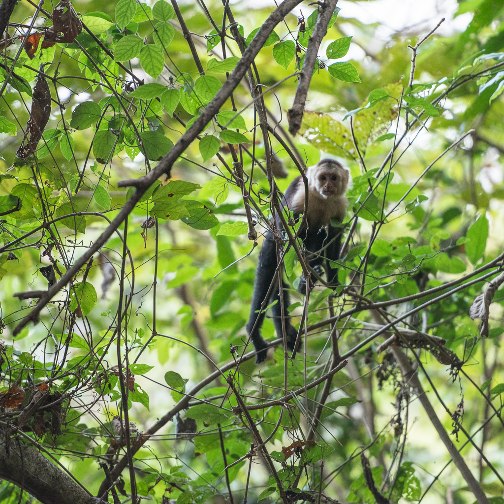 Natural light photography in a rain forest just after sunrise. My ISO was cranked up. These little buggers are hard to photograph b/c they move around to much and the lighting was not good. I got him though.... you can at least tell it's a monkey!