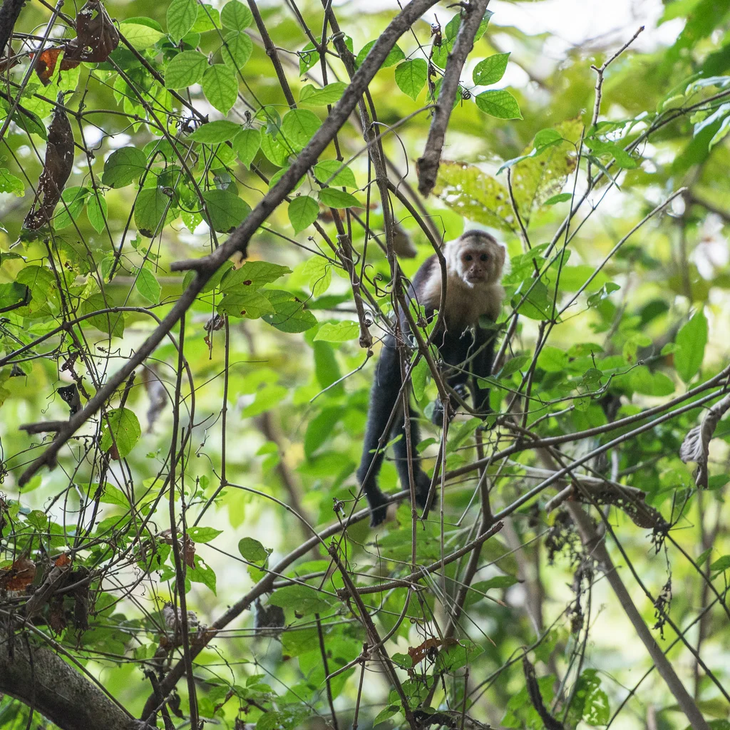 NATURAL LIGHT: Pet Photography Project 52, Week 7