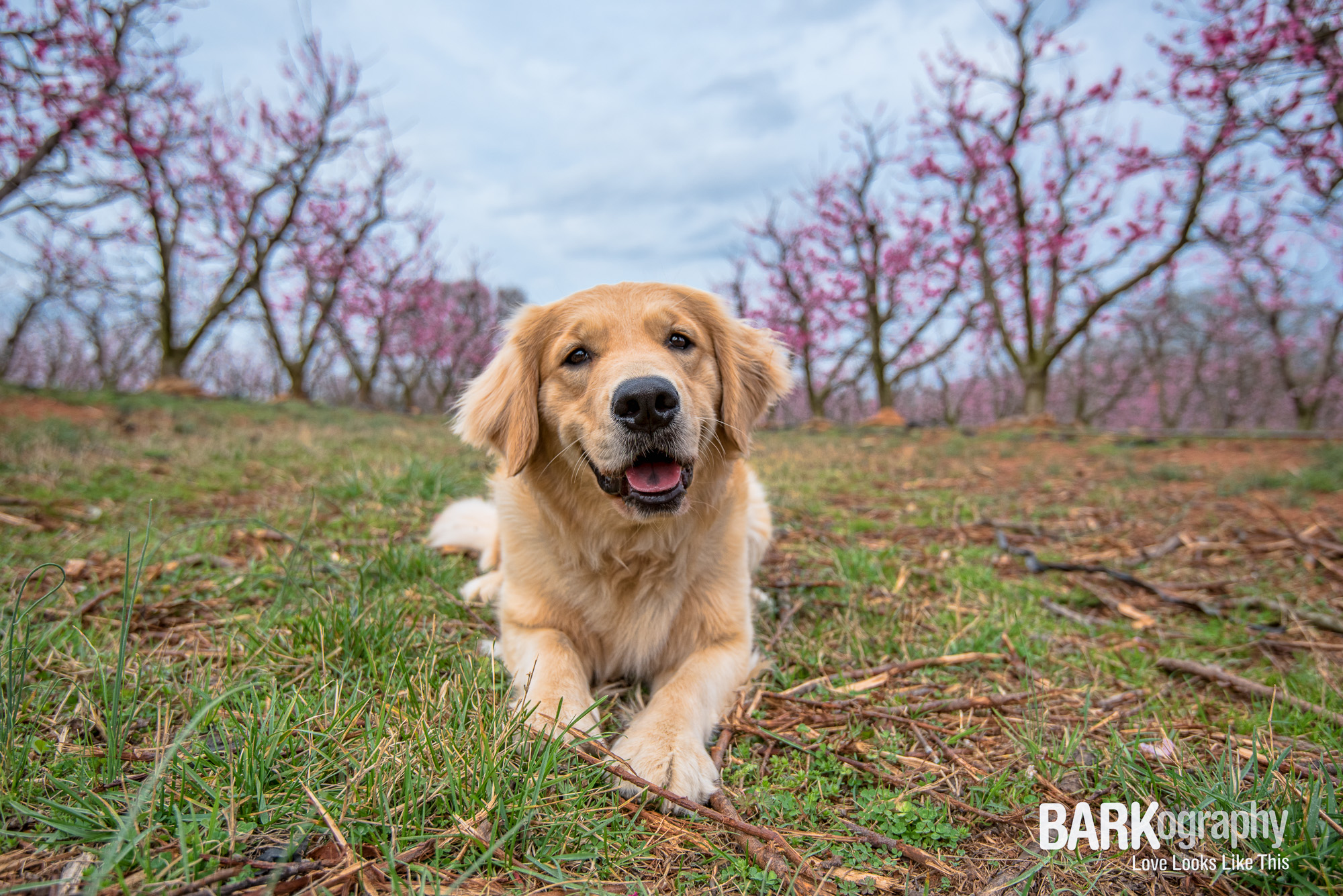 This is Sailor and she belongs to Courtney of Off Leash Dog Training. This was my first time photographing her as she is a fairly new member of Courtney's household. I expect I'll get to photograph her frequently and that makes me happy!