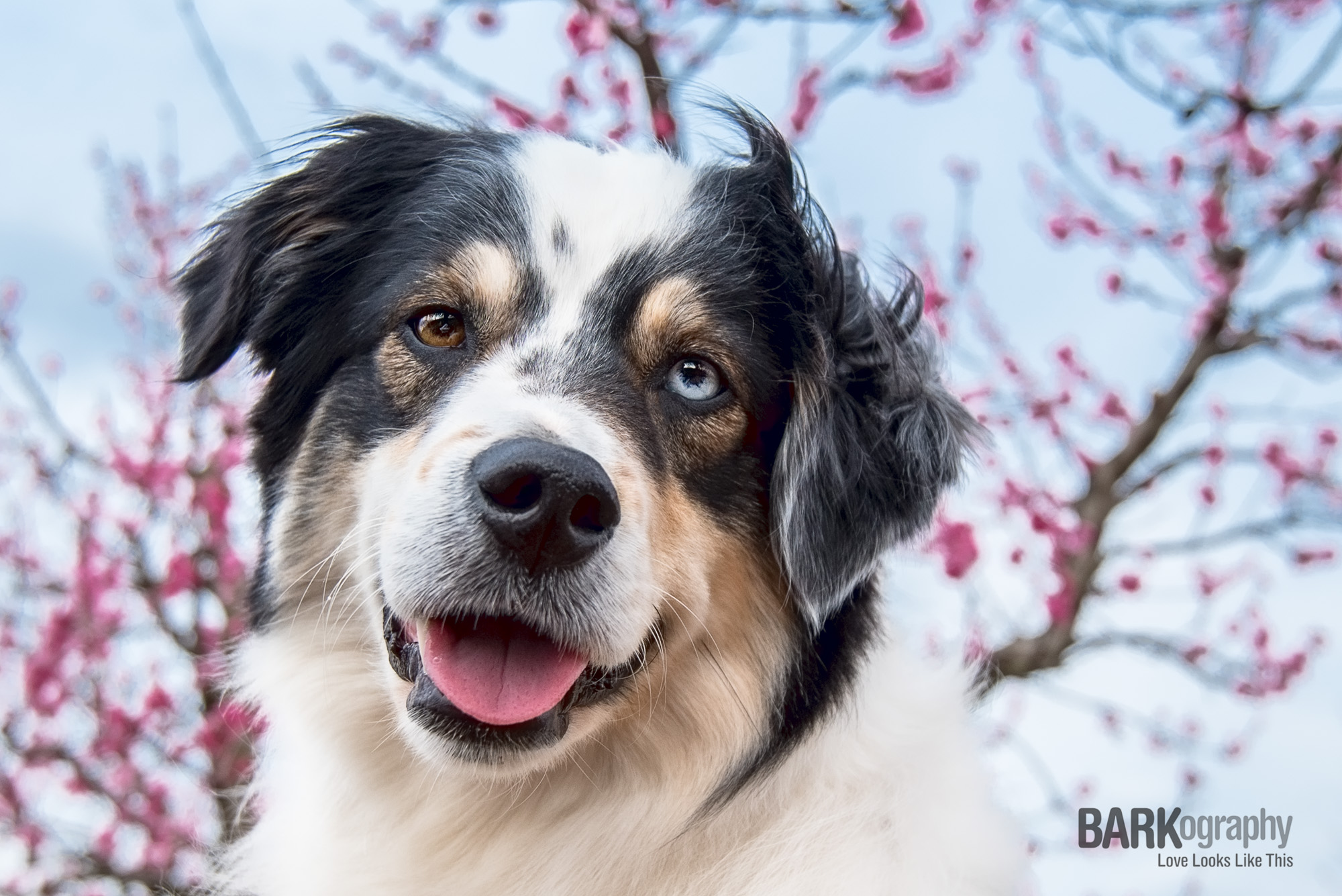 The limbs from the peach trees form patterns behind Berkeley. I rarely get a smile from him so I LOVE this photo of him. Way to go Berk!