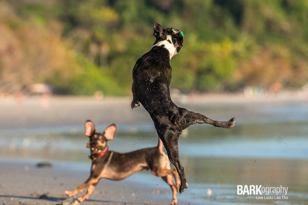 One of my favorite images from my time in Costa Rica. Romeo the Boston Terrier has a serious vertical leap and I had fun photographing him, I think Mickey the other dog is looking at him in amazement too.